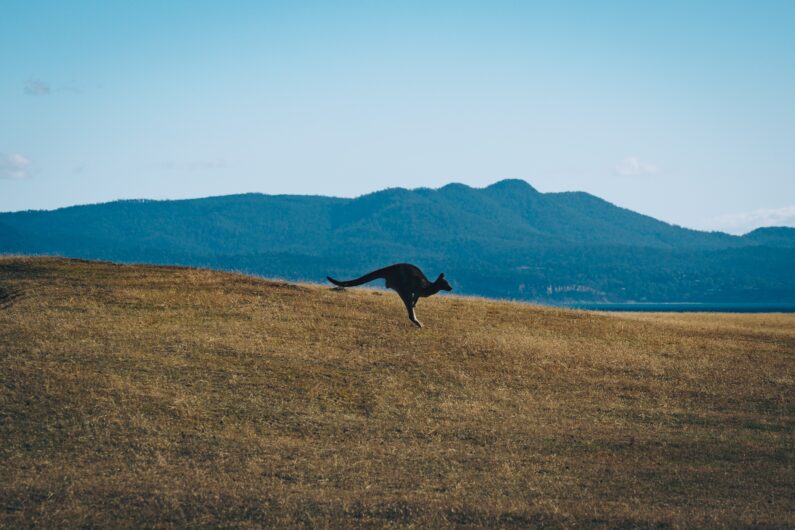 Kangaroo hopping on a field.